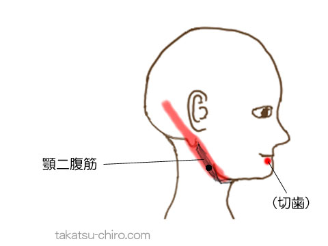 顎二腹筋のトリガーポイント関連痛領域