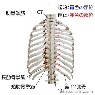 肋骨挙筋、短肋骨挙筋、長肋骨挙筋の付着部、起始、停止