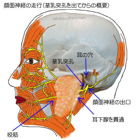 顔の痙攣、顔面神経（第7脳神経）の走行