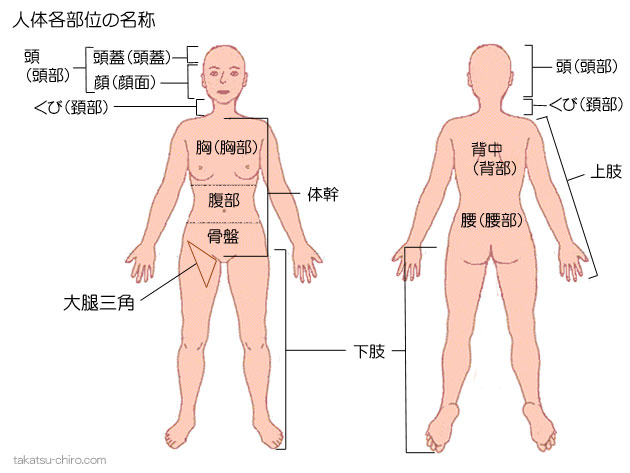 人体各部の名称、頭（頭部）、頭蓋（頭蓋とうがい）、顔（顔面）、頭のつけ根（後頭）、くび（頚部けいぶ）、体幹（体幹）、胸（胸部）、腹（腹部）、骨盤（骨盤）、背中（背部）、腰（腰部）、上肢（上肢）、下肢（下肢）、大腿三角