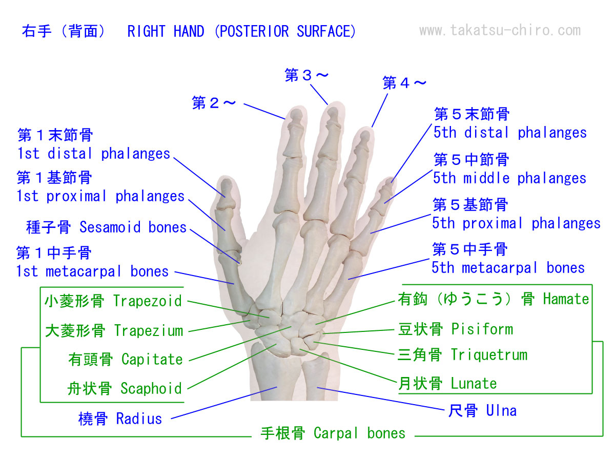 手の甲側から見た手の骨の構成と名称、手根骨、舟状骨、Scaphoid月状骨、Lunate、三角骨、Triquetrum、豆状骨、Pisiform、大菱形骨、Trapezium、小菱形骨、Trapezoid、有頭骨、Capitate、有鈎骨、Hamate、中手骨、Metacarpal bones、
基節骨、Proximal phalanges、中節骨、Middle phalanges、末節骨、Distal phalanges、種子骨、Sesamoid bones、尺骨、Ulna、橈骨、Radius