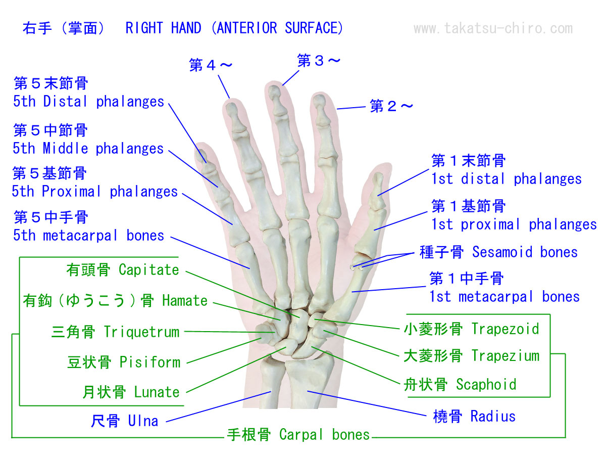 手の平側から見た手の骨の構成と名称、手根骨、舟状骨、Scaphoid月状骨、Lunate、三角骨、Triquetrum、豆状骨、Pisiform、大菱形骨、Trapezium、小菱形骨、Trapezoid、有頭骨、Capitate、有鈎骨、Hamate、中手骨、Metacarpal bones、
基節骨、Proximal phalanges、中節骨、Middle phalanges、末節骨、Distal phalanges、種子骨、Sesamoid bones、尺骨、Ulna、橈骨、Radius