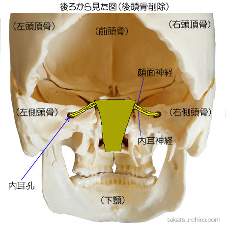 内耳孔を通る内耳神経と顔面神経