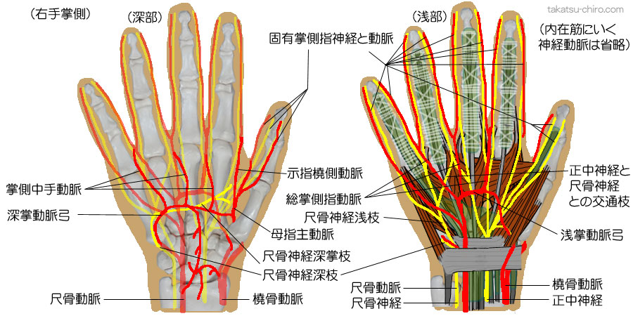 手の掌側の主な神経と動脈、尺骨神経、正中神経、尺骨動脈、橈骨動脈、深掌動脈弓、浅掌動脈弓、指動脈