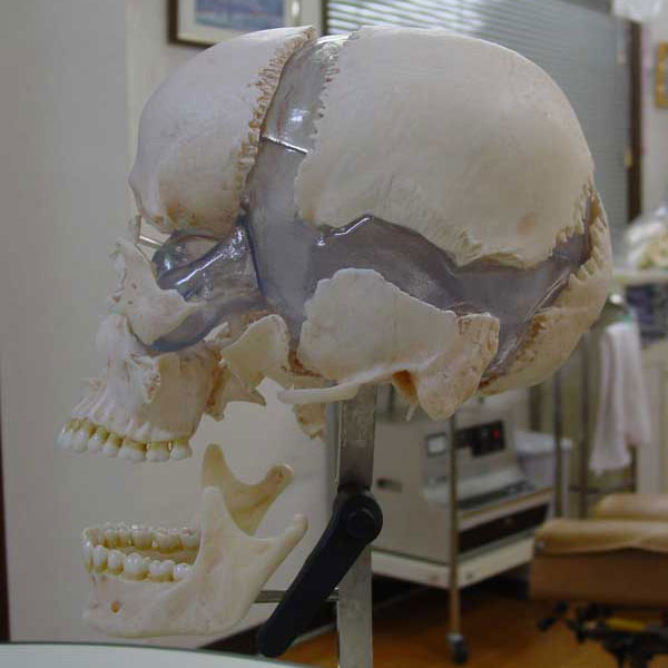 頭蓋骨の分解模型・側面