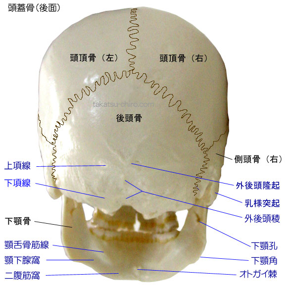 頭蓋骨の名称・後面、頭頂骨、側頭骨、乳様突起、後頭骨、外後頭隆起、外後頭稜、上項線、下項線、下顎骨、顎舌骨筋線、顎下腺窩、二腹筋窩、下顎孔、下顎角、オトガイ棘