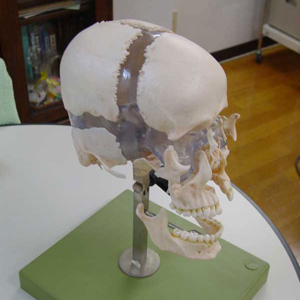 頭蓋骨の分解模型・前上側面