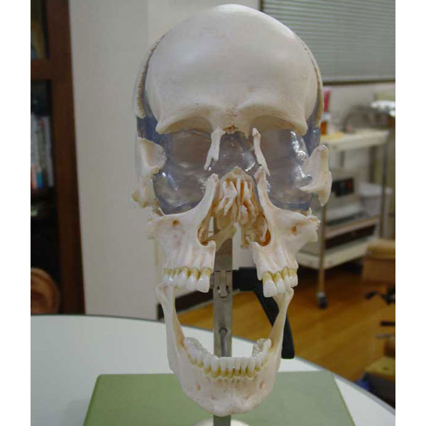 頭蓋骨の分解模型・正面