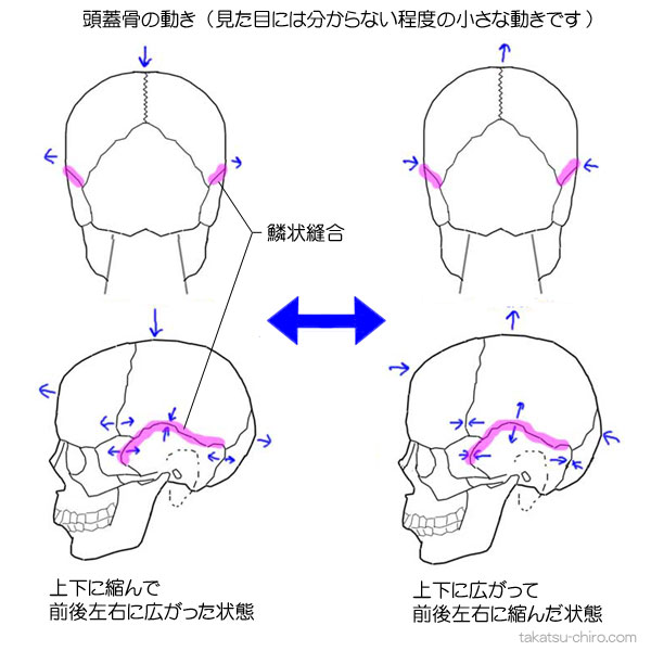 頭蓋骨の動き