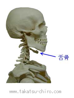 舌骨・図 Hyoid bone