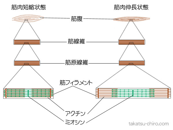 筋肉の構造、アクチンとミオシン