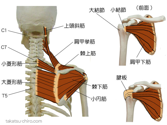 ディープ・バック・アームライン、上肢後側深層の筋膜ライン、肩の部位、上頭斜筋、C1、肩甲挙筋、肩甲骨、C7、T5、小菱形筋、大菱形筋、棘上筋、棘下筋、小円筋、肩甲下筋