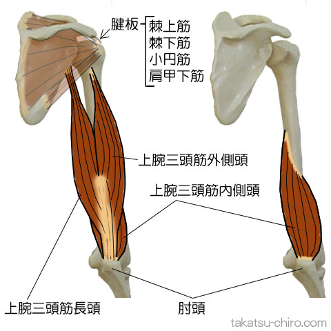 ディープ・バック・アームライン、上肢後側深層の筋膜ライン、上腕の部位、腱板、上腕三頭筋、肘頭