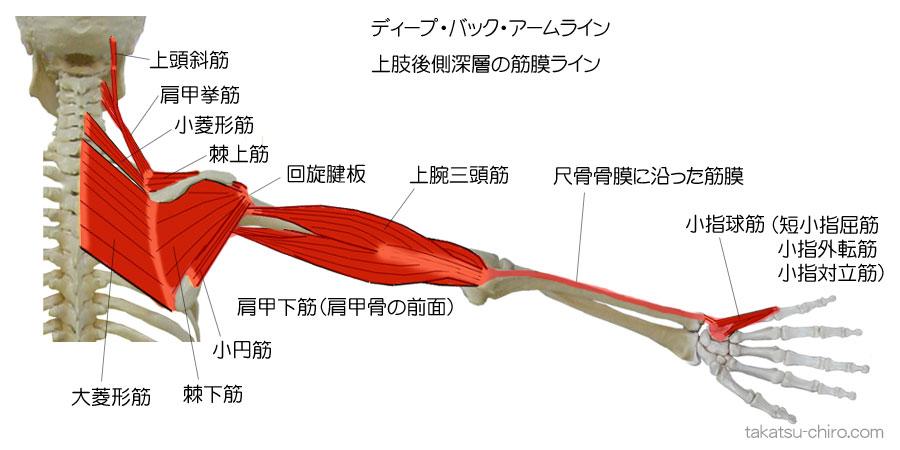 ディープ・バック・アームライン、上肢後側深層の筋膜ライン