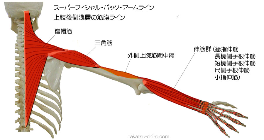 スーパフィシャル・バック・アームライン、上肢後側浅層の筋膜ライン