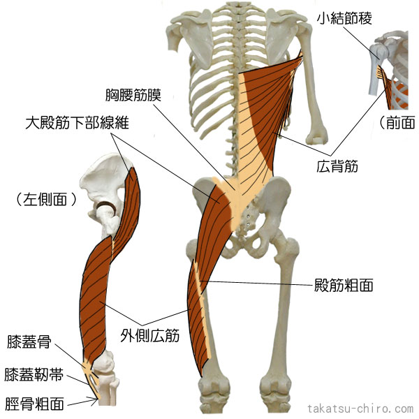 バック・ファンクショナル・ライン、小結節稜、広背筋、胸腰筋膜、大殿筋下部線維、外側広筋、膝蓋骨、膝蓋靭帯、脛骨粗面