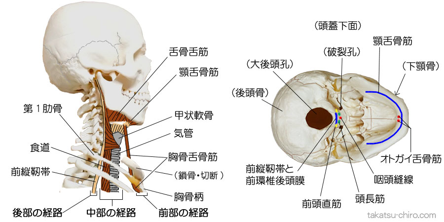 ディープ・フロント・ライン、頭部の付着部、首の前部、中部、後部の3つの経路