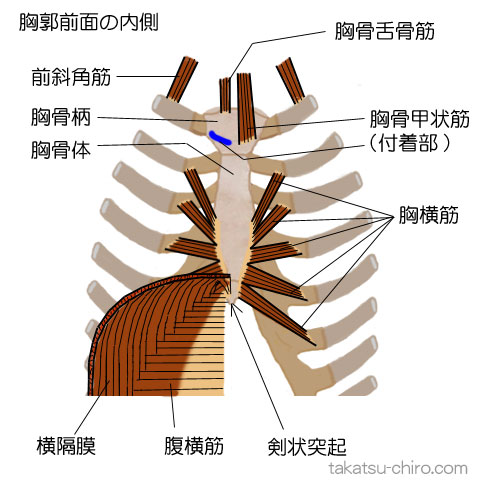 ディープ・フロント・ライン、胸部の前部、胸骨柄、胸骨体、剣状突起、横隔膜