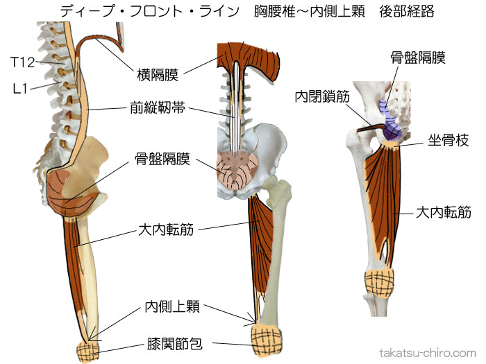 ディープ・フロント・ライン、胸腰椎椎体~大腿骨内側上顆の後部