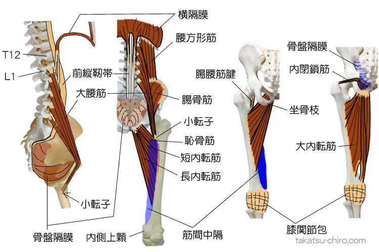 ディープ・フロント・ライン、胸部の後部、胸腰椎椎体~大腿骨内側上顆