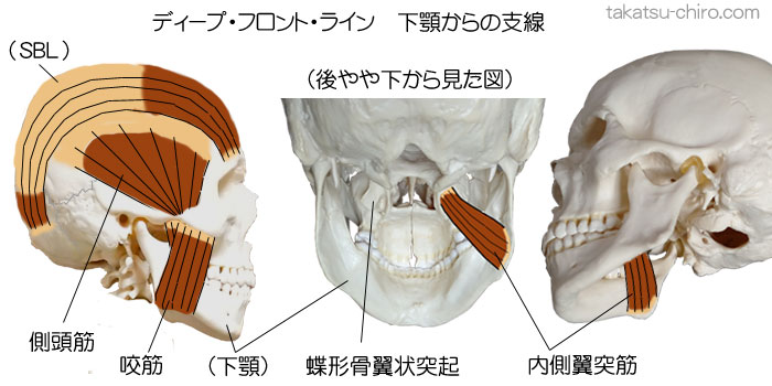 ディープ・フロント・ライン、前部経路の支線を構成する組織