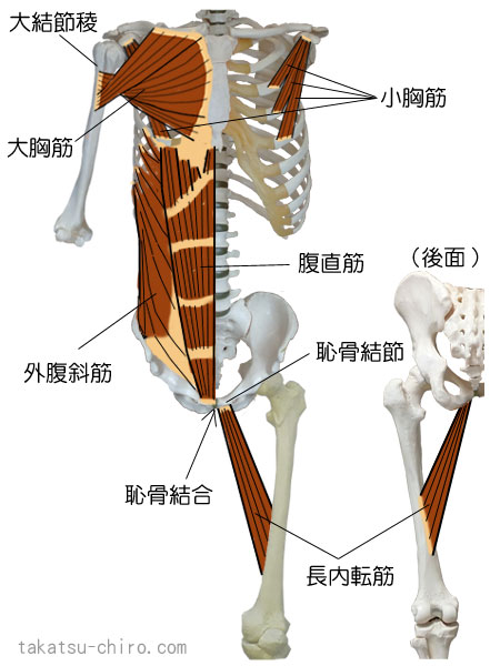 フロント・ファンクショナル・ライン、大結節稜、大胸筋、小胸筋、腹直筋、外腹斜筋、恥骨結節、恥骨結合、長内転筋