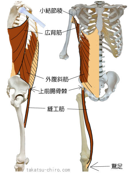 同側・ファンクショナル・ライン、小結節稜、広背筋、外腹斜筋、上前腸骨棘、縫工筋、鵞足