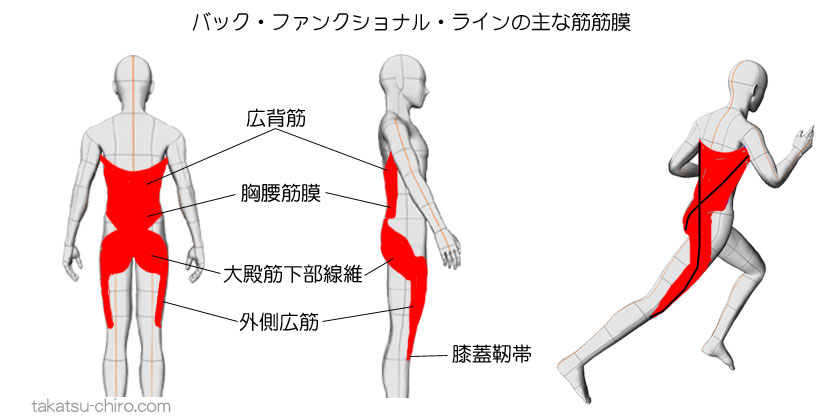 バック・ファンクショナル・ラインの主な筋筋膜