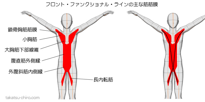 フロント・ファンクショナル・ラインの主な筋筋膜
