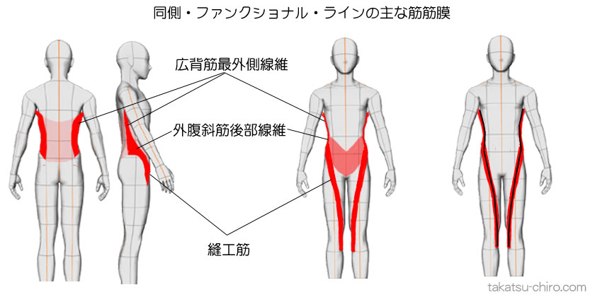 同側・ファンクショナル・ラインの主な筋筋膜