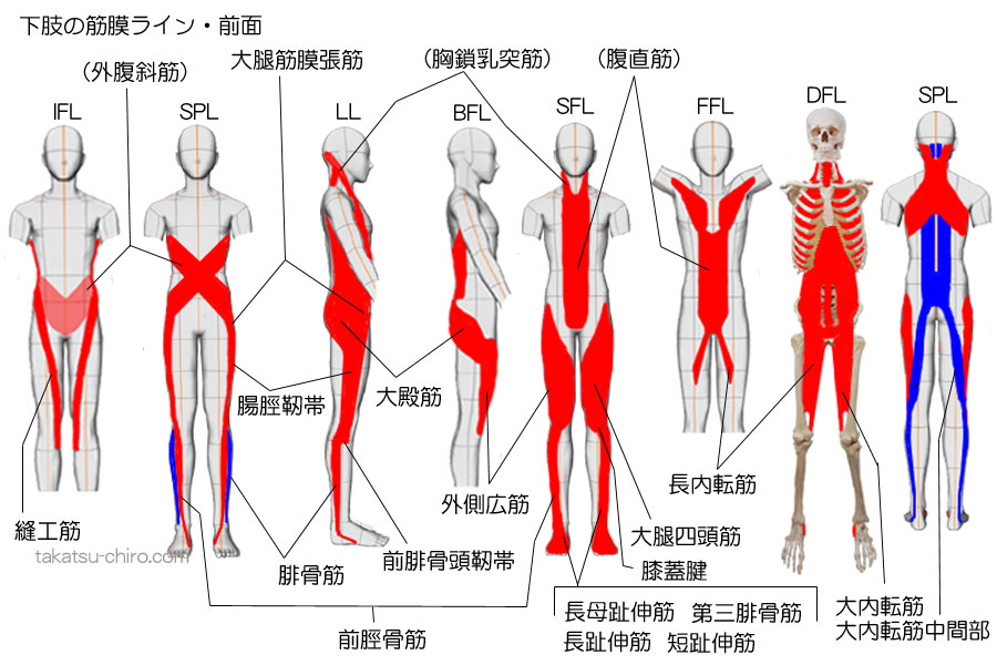 下肢の筋膜ライン前面、ファンクショナルライン、スパイラルライン、ラテラルライン、スーパーフィシャルフロントライン、ディープフロントライン