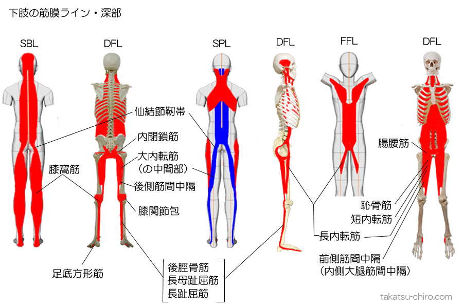 下肢の筋膜ライン深部、ファンクショナルライン、スパイラルライン、スーパーフィシャルバックライン、ディープフロントライン