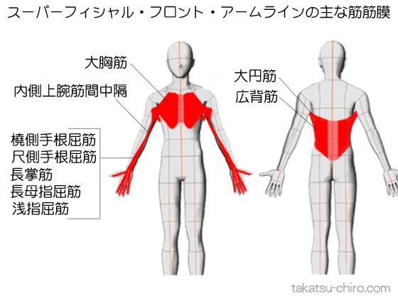 スーパフィシャル・フロント・アームラインの主な筋筋膜