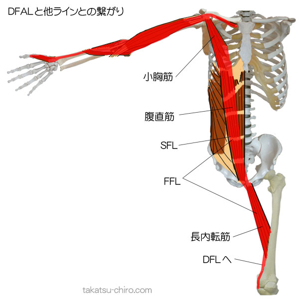 ディープ・フロント・アームラインと他筋膜ラインの繋がり