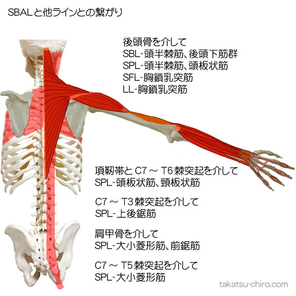 スーパフィシャル・バック・アームラインと他筋膜ラインの繋がり