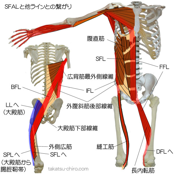 スーパフィシャル・フロント・アームラインと他筋膜ラインの繋がり