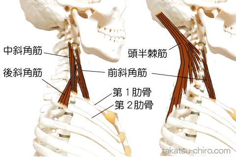 ラテラル・ライン、頭半棘筋、前斜角筋、中斜角筋、後斜角筋
