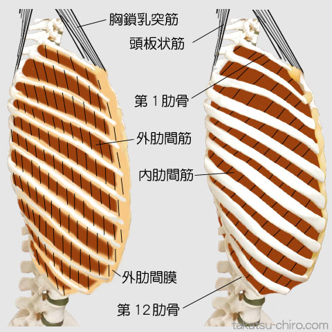 ラテラル・ライン、第1肋骨、第12肋骨、内肋間筋、外肋間筋