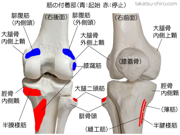 スーパーフィシャル・バック・ライン、膝まわりの筋肉の付着部