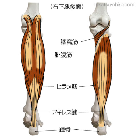 スーパーフィシャル・バック・ライン、膝窩筋、腓腹筋、ヒラメ筋、アキレス腱、踵骨