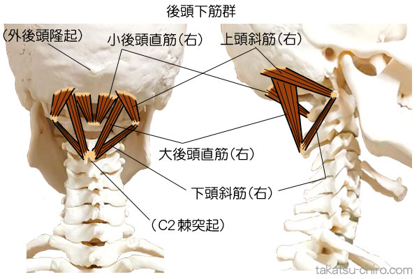 スーパーフィシャル・バック・ライン、後頭下筋群、大後頭直筋、小後頭直筋、上頭斜筋、下頭斜筋