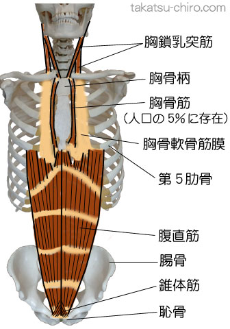 スーパーフィシャル・フロント・ライン、胸鎖乳突筋、胸骨柄、胸骨筋、胸骨軟骨筋膜、第5肋骨、腹直筋、錐体筋、恥骨