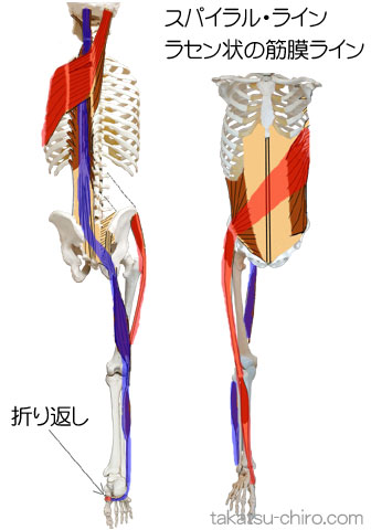 スパイラル・ライン、ラセン状の筋膜ライン