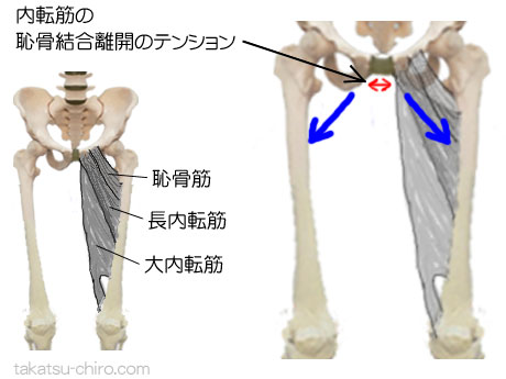 股関節内転筋による恥骨結合離開の負荷