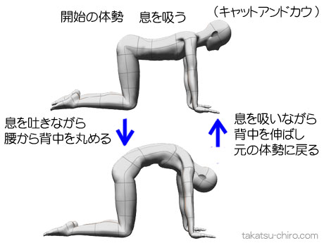 尿漏れ（腹圧性尿失禁）を改善するエクササイズ、キャットアンドカウ