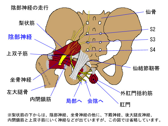 陰部神経の走行