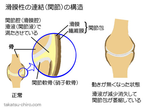滑膜性の連結（関節）の構造