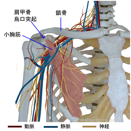 肩関節周りの神経と血管