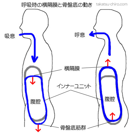 尿漏れ改善するエクササイズ、呼吸時の横隔膜と骨盤底の動き