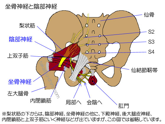 お尻の奥の坐骨神経と陰部神経